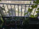 种菜记 芽苗菜种子纸上种菜无土栽培萝卜空心菜豌豆松柳盆栽蔬菜籽四季 青豌豆500克 实拍图