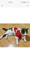 华元宠具（hoopet）猫咪衣服过年喜庆唐装猫猫冬季保暖衣小猫衣服新年拜年舞狮服装 恭喜发财舞狮唐装 M：根据图片尺寸选择 实拍图