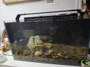 方小章第2代背滤鱼缸超白玻璃水族箱中小型全套家用生态鱼缸桌面金鱼缸 BL600黑色2代-标配+盖 晒单实拍图