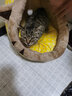 MinkSheen猫窝夏季四季通用 狗窝猫屋猫床网红狗窝小型犬幼犬狗垫子可拆洗宠物用品 猫吉吉S-小型（7斤猫咪/5斤狗狗） 实拍图