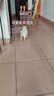 麦基乐 中华田园犬家养幼犬土狗小狗大黄狗纯黑小白狗体活体种狗 田园级 白色田园犬 公母备注 实拍图