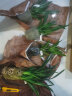 劉閣蘭花奶香味梦香兰 现带浓香花苞出售 香水文心兰花卉绿植盆栽跳舞兰 红色梦香6苗年底开花懒人盆 实拍图