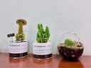 绿荫巷子多肉植物仙人掌盆栽肉肉室内桌面创意绿植小盆栽带盆 3杯【多肉可自选】玻璃杯含土砂 实拍图