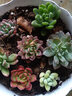 疏影暗香 多肉植物套装多款入门肉肉盆栽多肉组合区办公室室内萌肉植物 随机多肉10颗 碗莲花盆 营养土 实拍图