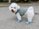 宠星记 宠物衣服 小型犬狗狗 小猫咪 冬季居家防飘毛 泰迪比熊雪纳瑞 绿色大号XL 胸围41-45cm 实拍图