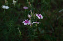 MEKE美科AF85mm f1.8全画幅镜头自动对焦人像镜头静音马达适用EF，E，Z，X，F卡口定焦镜头赠遮光罩 多规格卡口（自动对焦RF转接环） 实拍图