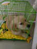 金毛幼犬纯种金毛活体健康金毛犬成年大型寻回犬宠物狗金毛幼崽 宠物级 母 实拍图