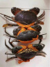 【活蟹】掌昕鲜三门青蟹 膏全母蟹（6-7两/只）3只 生鲜活螃蟹海鲜水产送礼盒非帝王蟹 晒单实拍图