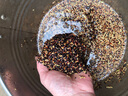 简雪进口牧草种子四季多年生鱼草耐寒抗旱喂养鸡鸭鹅猪牛羊鱼兔草籽孑 苏丹草种子1斤 实拍图