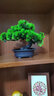 绿秀 仿真花迎客松盆景摆件假树盆栽塑料假花盆栽松树室内植物装饰 奇松（绿色）高23cm宽25cm 实拍图