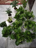锦枫水培花卉盆栽 办公室水培绿植花卉盆栽玻璃花盆 财源滚滚【2盆】 含盆栽好 实拍图