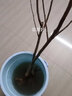 HUAHUIYOU梨树苗 秋月梨苗莱阳秋月蜜梨嫁接树苗盆栽南方北方种植 5年苗：（不送苗） 81cm(含)-110cm(含) 实拍图