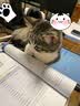 福派斯大袋猫粮幼猫成猫三文鱼通用天然粮英短美短猫粮高蛋白全价 三文鱼通用猫粮 10kg 实拍图