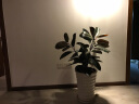 御春阁大型植物办公室橡皮树盆栽花卉观叶植物开业客厅绿植四季常青花苗 实拍图