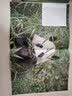 中国读本 China Readers B2/FCE 和平使者大熊猫 Pandas China’s Ambassadors 第一辑  美国国家地理学习 (NGL)   野生濒危 文化交流 开学季 实拍图