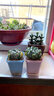 行湘一片心仙人掌多肉植物钱串子多肉盆栽  一片心+素陶盆 源头直发 实拍图