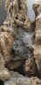 迈恻亦 上水石盆景专用黄水泥速凝粉吸水石陶瓷摆件粘接剂假山制作固定 水泥500g 晒单实拍图