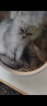 BAIWO 猫咪烘干机宠物烘干箱家用小型智能低噪洗澡神器吹毛机吹风机 BW12(32L)-标准款 实拍图