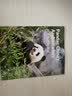 中国读本 China Readers B2/FCE 和平使者大熊猫 Pandas China’s Ambassadors 第一辑  美国国家地理学习 (NGL)   野生濒危 文化交流 开学季 实拍图