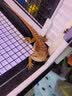 REPTIZOO/瑞皮新派宠物爬宠钙粉维生素含d3爬虫陆龟鬃狮蜥蜴守宫电解质 D3钙粉50g+维生素50g 实拍图