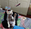 all for paws仿真昆虫逗猫棒 猫咪玩具耐咬抖猫自嗨替换头耐啃咬解闷神器 仿真昆虫—翩翩蝴蝶 实拍图