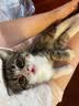 福派斯大袋猫粮幼猫成猫三文鱼通用天然粮英短美短猫粮高蛋白全价 三文鱼通用猫粮 10kg 实拍图