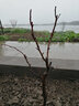 飞沭海棠花苗重瓣海棠盆景耐寒老桩盆栽海棠树苗庭院阳台观花绿植 双色海棠 5年苗树桩盆景盆景 实拍图
