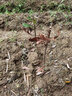 言清 正宗嫁接杨梅树苗 南方北方种植盆栽地栽果树苗庭院阳台果苗木 晚稻杨梅4年苗(当年结果) 实拍图