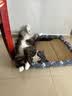 贝尼宠狗垫子睡垫夏季小型中型犬通用狗窝猫狗狗凉席垫 凉席加棉圈窝蓝XXL95x72适80斤内 实拍图