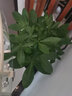 发财树盆栽室内植物客厅绿植大型室内大棵盆景办公室摆件花卉h 【发财树】1.1-1.2米独杆款（福字款) 不含盆 实拍图