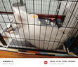 怡亲（YOKEN）宠物狗尿垫狗狗猫咪生理尿不湿尿布厕所用品竹炭尿片M码-50片 实拍图