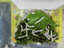 卓盛花卉【当天发货】蚕宝宝活体蚕卵学生科学养蚕套装蚕种蚕籽彩色茧工具 蚕卵孵化款【包孵化】 实拍图