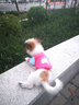 派可为（TOM CAT）狗狗衣服小狗博美比熊泰迪犬中小型犬四脚衣宠物猫咪秋冬装情侣服 hellokity卫衣 S 实拍图