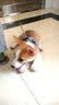 磊嘉小狗狗绳遛狗绳牵引绳小型犬拉布拉多金毛柯基法斗幼犬胸背带 黑红S胸背带1个（建议8-12斤） 实拍图