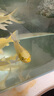 中国红冷水淡水观赏鱼锦鲤鱼活鱼金鱼小型好养红鲤鱼纯种小锦鲤 13-15cm长2黄金条 实拍图