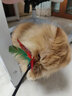 洁客豆腐猫砂 植物结团豆腐猫沙低尘吸味除臭可冲马桶 奶香豆腐猫砂-2.72kg*3袋 实拍图