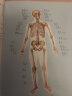 人体解剖彩色图谱 第3三版郭光文人卫版系统局部运动断层基础奈特人体解剖学彩色图谱解刨学奈特系列教材 现货 实拍图