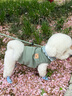 宠星记 宠物衣服 小型犬狗狗 小猫咪 冬季居家防飘毛 泰迪比熊雪纳瑞 绿色大号XL 胸围41-45cm 实拍图