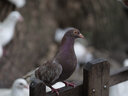 中一（zhongyi） 中一光学135mm f2.5 全画幅单反微单中长焦镜头 远摄定焦镜头 标配 全画幅L口 实拍图