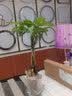 瑰玮送货上门辫子发财树大型绿植室内花卉家居盆栽办公室客厅开业乔迁 辫子发财树约40-50厘米 不含盆 实拍图