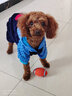 宠物圈（PETCIRCLE）秋季冬季狗狗衣服泰迪衣服宠物服饰狗衣服宠物泰迪狗狗衣服小型犬 爱心款蓝色 M适合背长33CM胸围45CM重8-10斤 实拍图