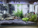 西游水族鱼缸水族箱客厅小型迷你桌面免换水生态造景小金鱼缸热弯超白玻璃 长35*宽20*高22-云影群峰款造景全套 实拍图