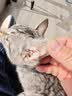 【空运 次日达】44l猫腹传针剂油剂干性湿性腹水腹膜炎可口服片剂 新款加强【10送2】20mg 6ml*12支 实拍图