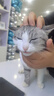 伟嘉猫粮幼猫成猫全价猫粮1.3kg海洋鱼味1.2kg吞拿鱼三文鱼味通用主粮 1.3kg伟嘉成猫粮牛肉味 实拍图