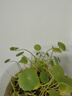 京云梦铜钱草水培盆栽室外金钱草绿植吸绿植花草植物1盆原土源头直发 实拍图