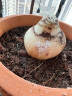 史丹利粗椰壳砖椰砖营养土进口脱盐椰糠土兰花植料月季养花通用型 实拍图