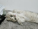 大宠爱大宠爱 猫驱虫药 成幼猫体内外同驱耳螨虱子跳蚤虫疥螨虱子蛔虫 【季度装】大宠爱2.5kg以下幼猫幼犬通用 3支装 实拍图