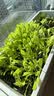 绿林花语蔬菜种子套装1菠菜生菜小白菜香菜油麦菜菜籽组合四季种阳台盆栽 实拍图