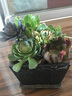 花络阁 灿烂   艳日辉 爱染锦 火凤凰   多肉盆栽 实拍图
