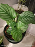 室内绿植花卉盆栽孔雀竹芋 猫眼彩虹绿植盆栽植物 苹果竹芋20-30厘米高 原盆原土发货 含原装简易塑料盆 实拍图